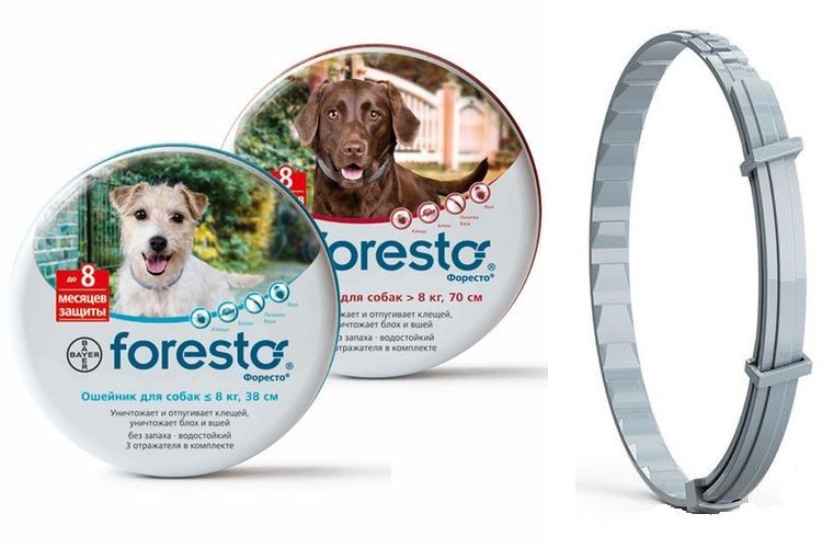 Gamme de colliers Foresto