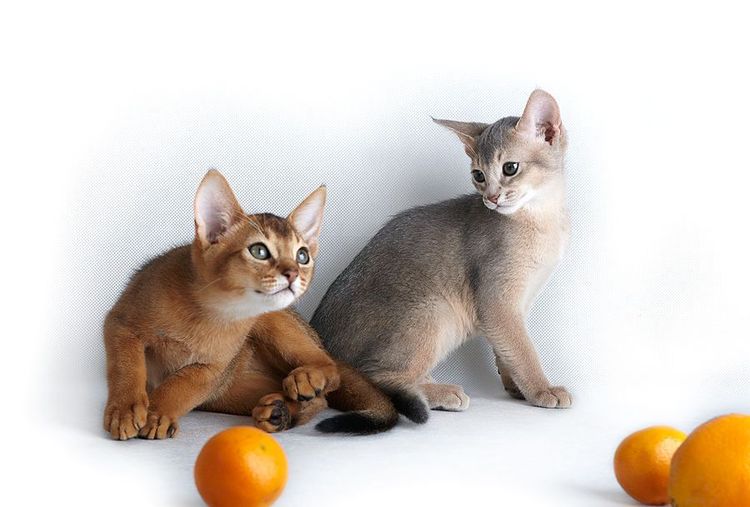 Chatons abyssins de différentes couleurs