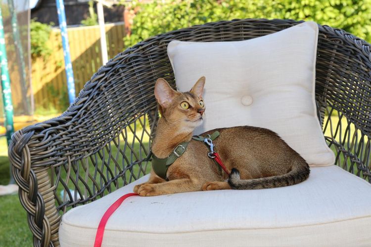 Un chat de la chatterie Astragalus