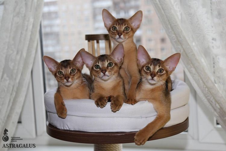 Chatons de la chatterie AMBERBERRY