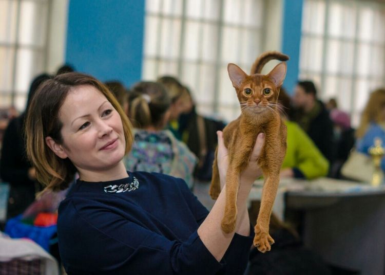 Un chat de la chatterie ORANGE MARMELAD