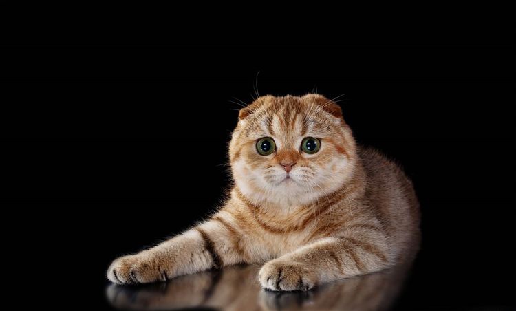 Scottish Fold