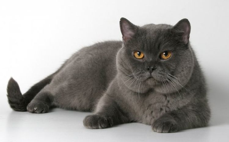 Chat britannique droit