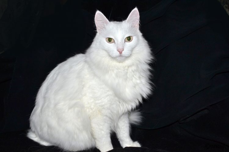Chat angora turc