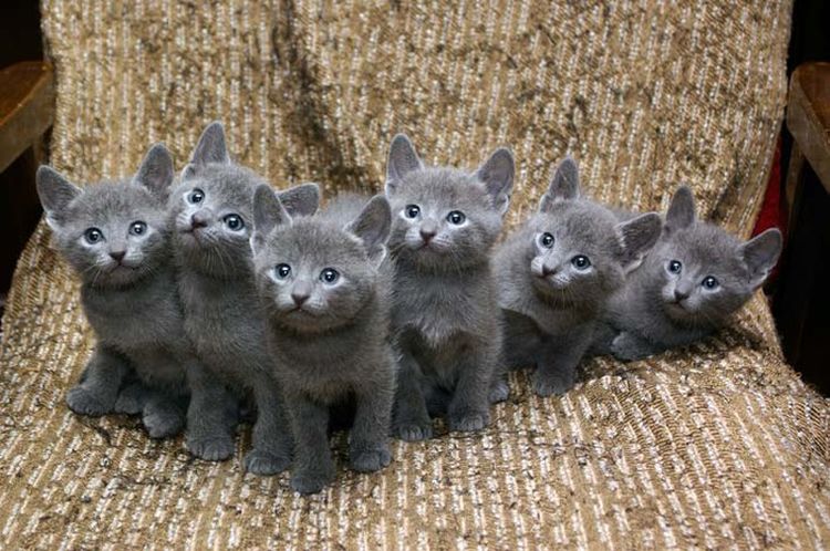 Chatons bleu russe