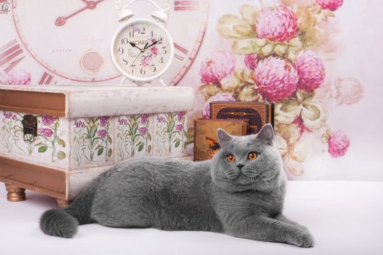 Chat britannique droit