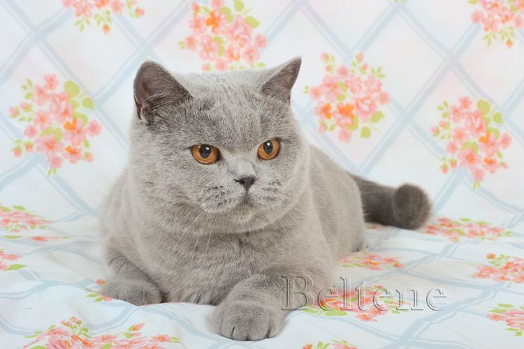 Chat britannique droit