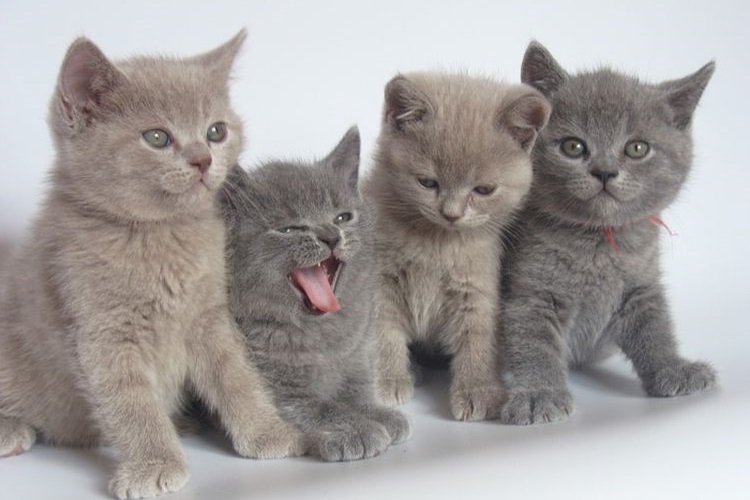 chatons britanniques