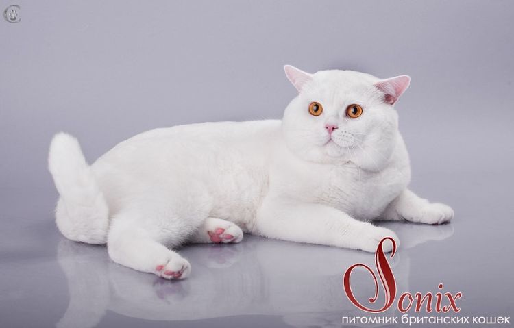 Chat britannique droit