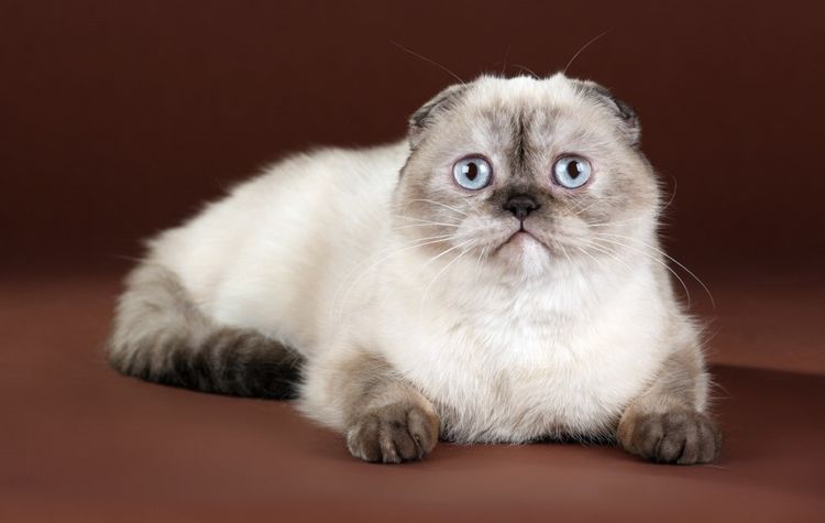 Scottish Fold