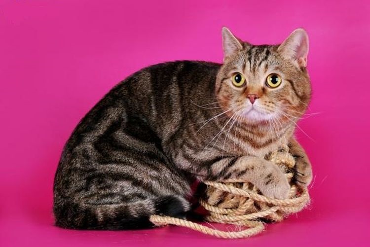 Un chat écossais droit avec une pelote de fil