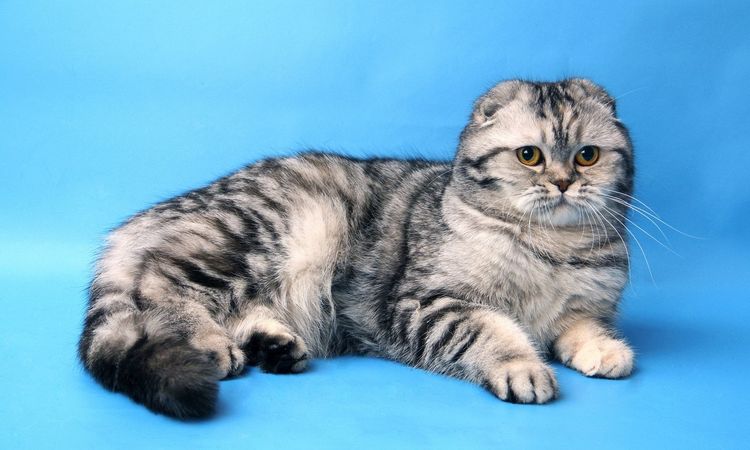 Chat British Fold sur fond bleu