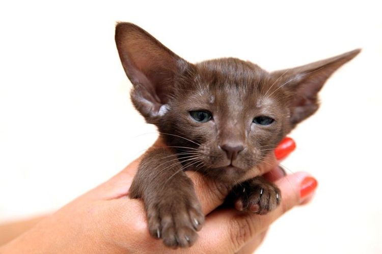 Chatons en chocolat oriental