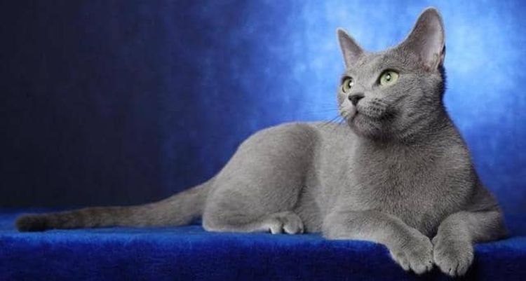 Chat bleu russe