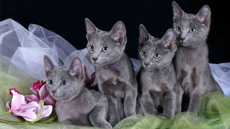 Chatons bleu russe
