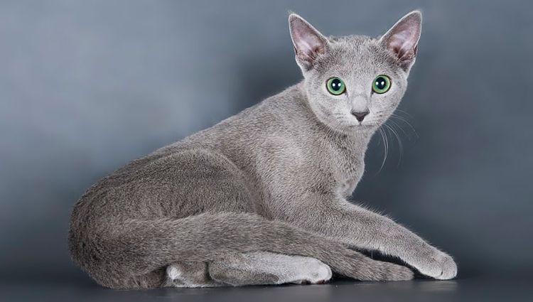 Chat bleu russe