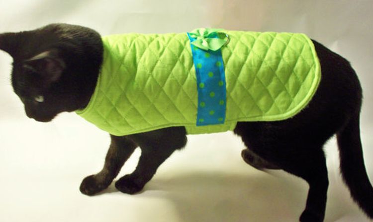 Un chat noir dans une couverture verte