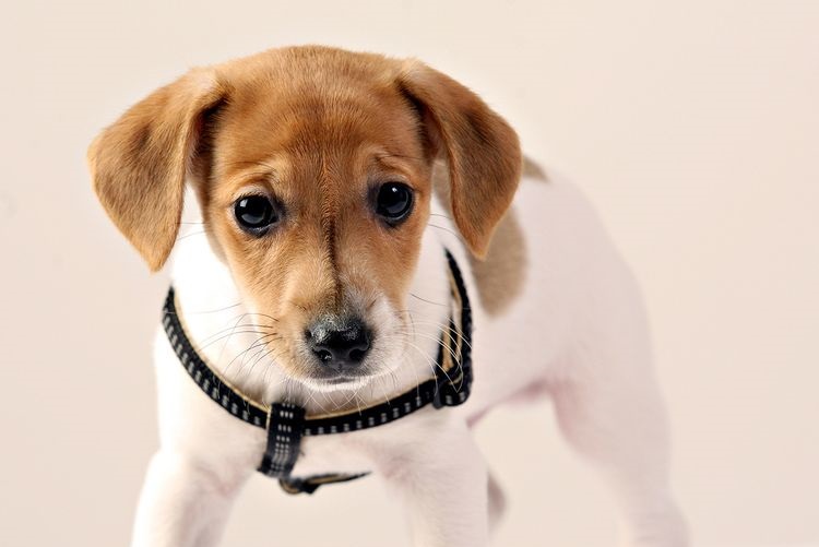 chiot Jack Russell Terrier