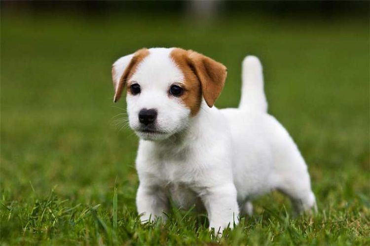chiot Jack Russell Terrier