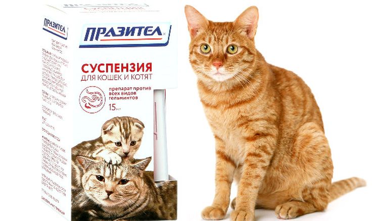 Un chat roux et le médicament Prazitel