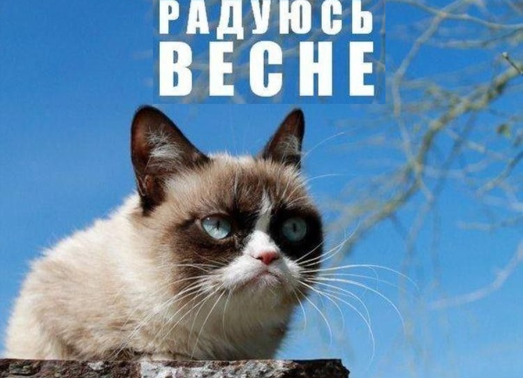 Un chat maussade est assis sur une pierre