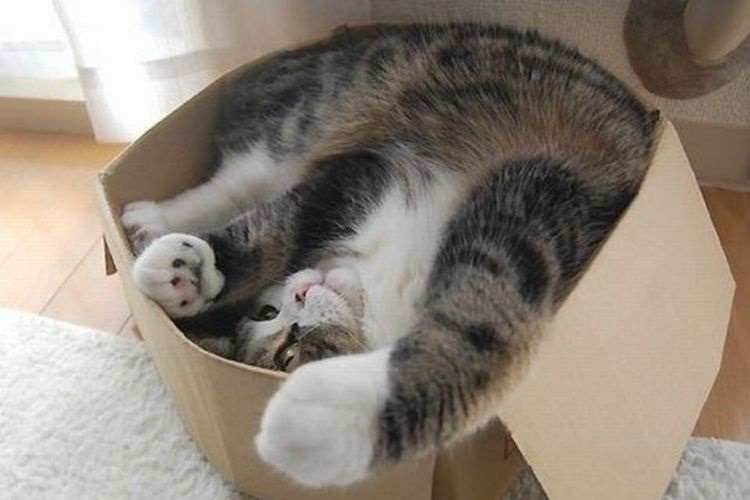 Chat dans une boîte