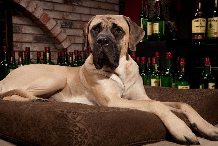 Un mastiff anglais est allongé sur un coussin près de la cheminée.