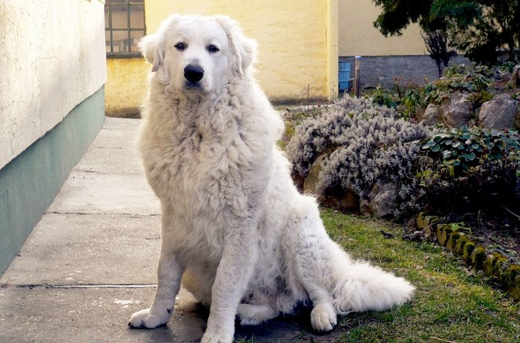 Un Kuvasz hongrois est assis dans la cour