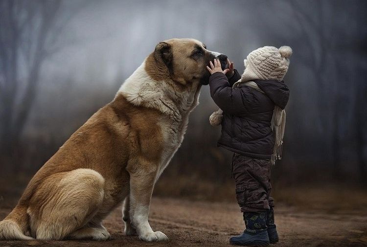Un enfant et un chien Alabai dans la forêt
