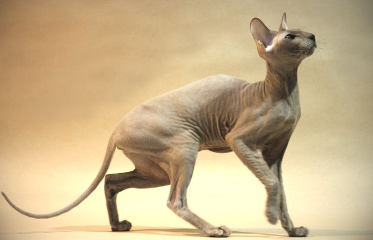 Chat Peterbald