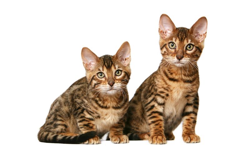 Chats Toyger