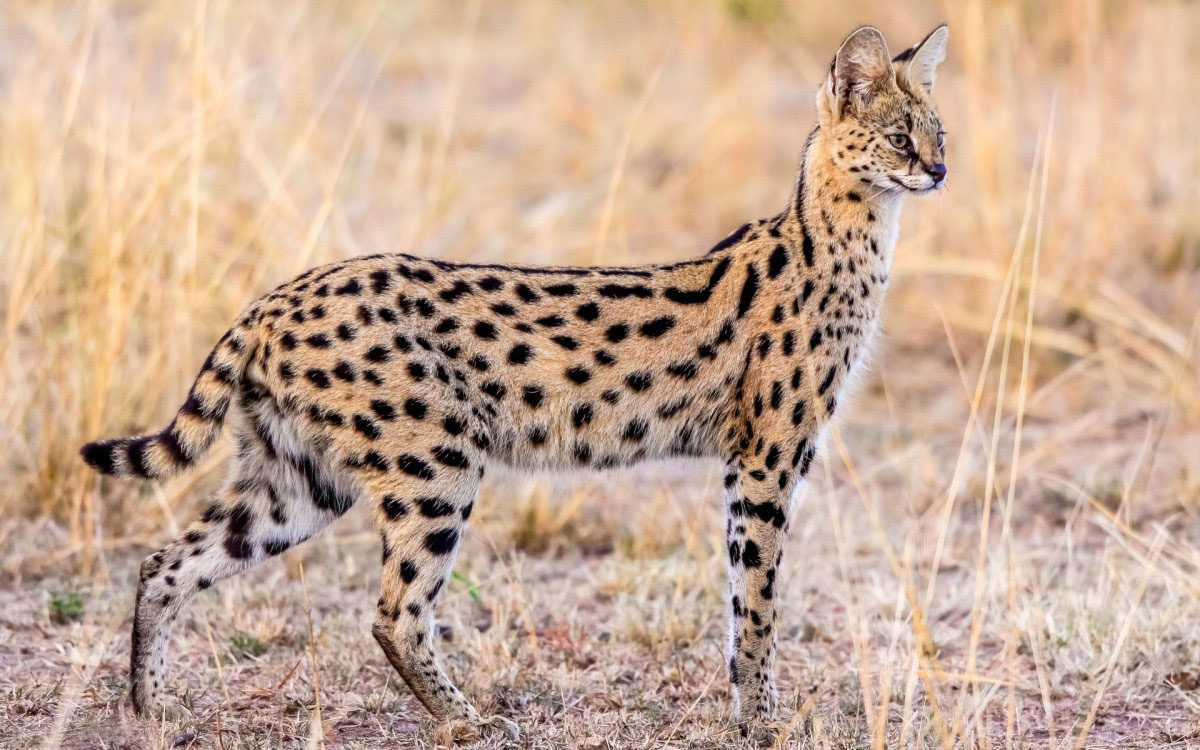 Serval - description de la race