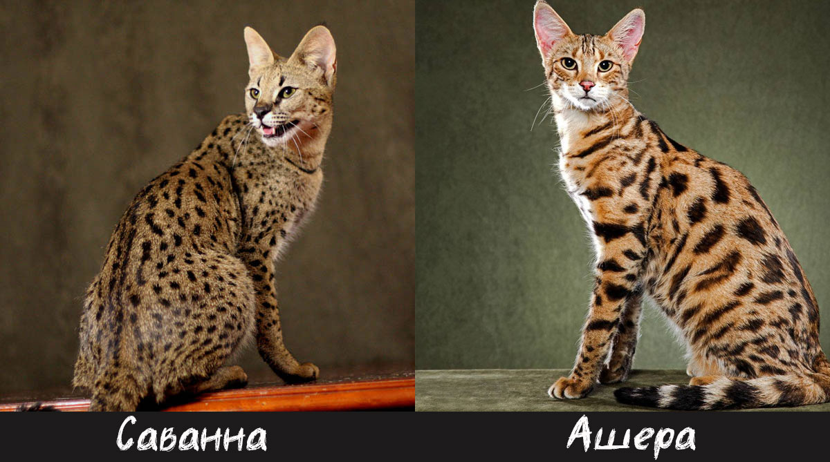 hybrides de serval