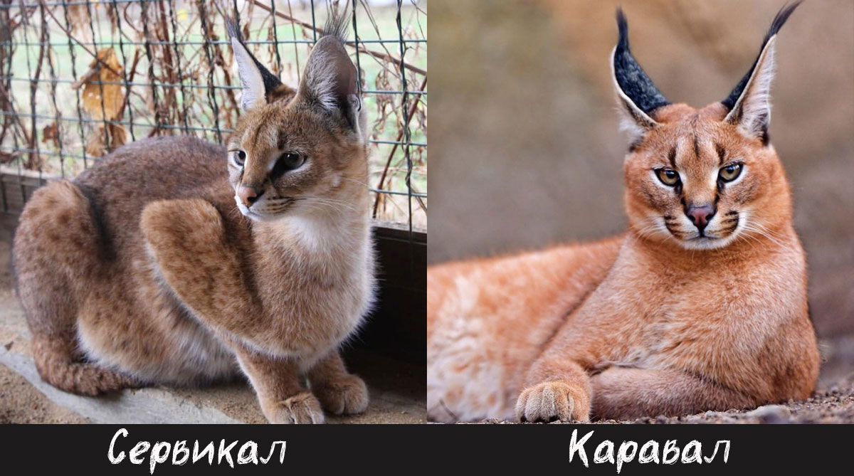 hybrides de serval