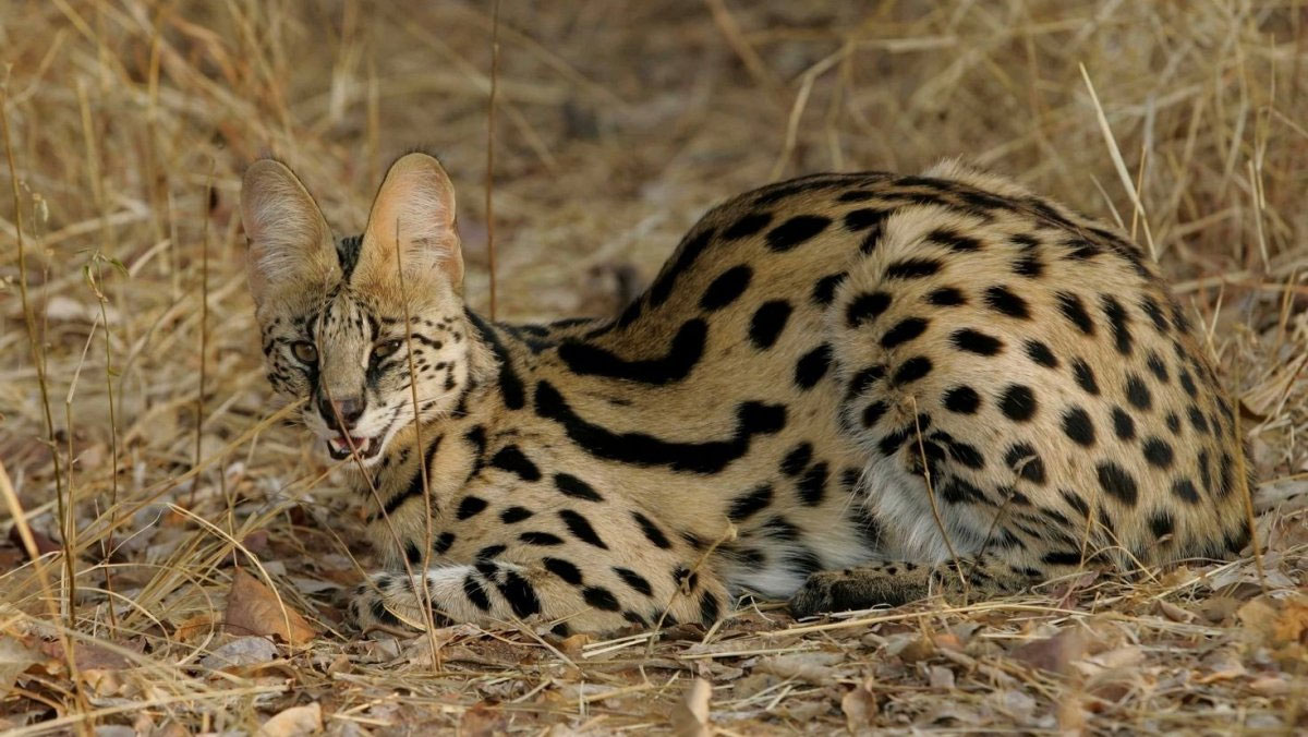 serval sauvage