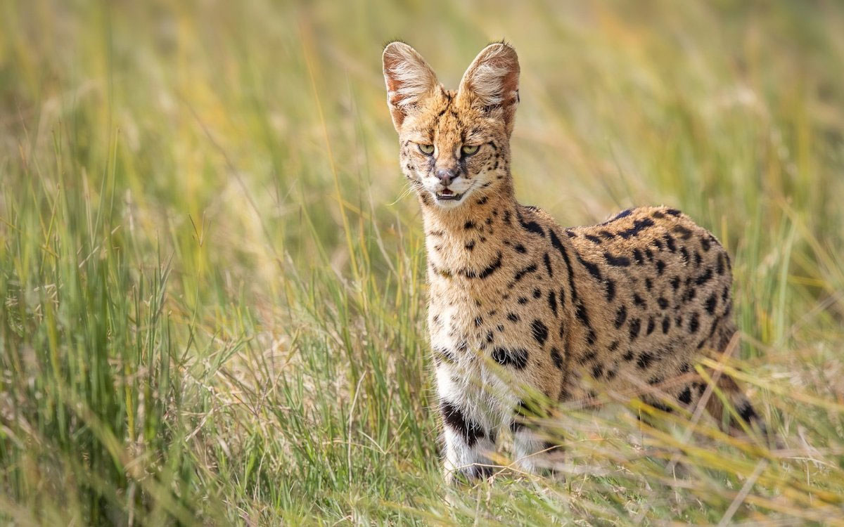 Serval à l'état sauvage