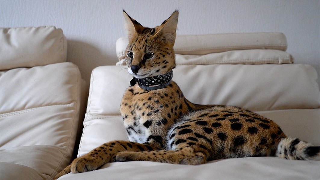 serval domestique