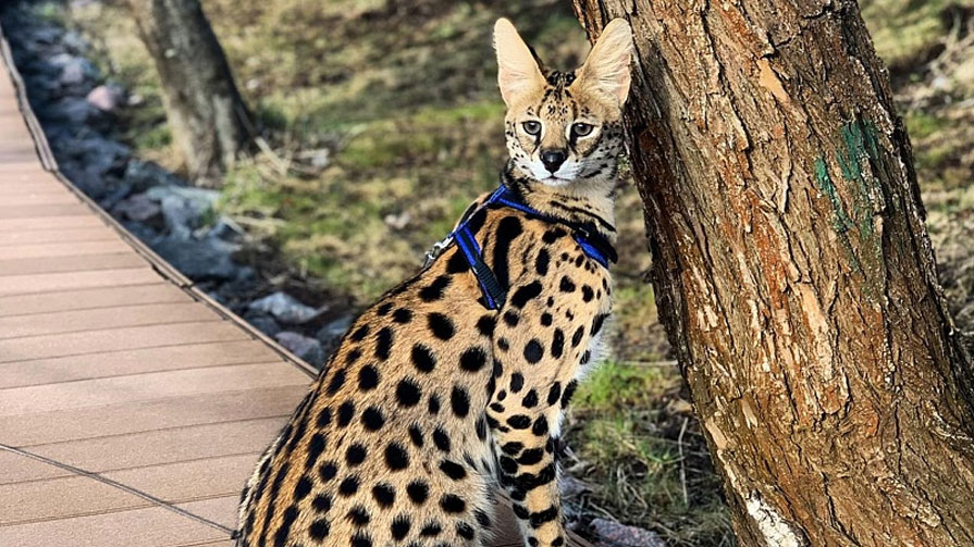 L'éducation de Sevral