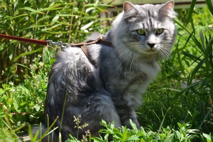 Un chat gris est assis dans l'herbe.