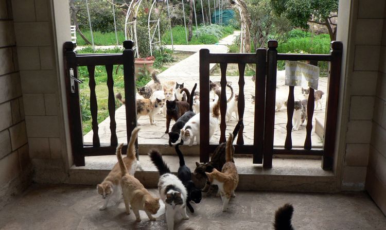 Chats errants dans le parc