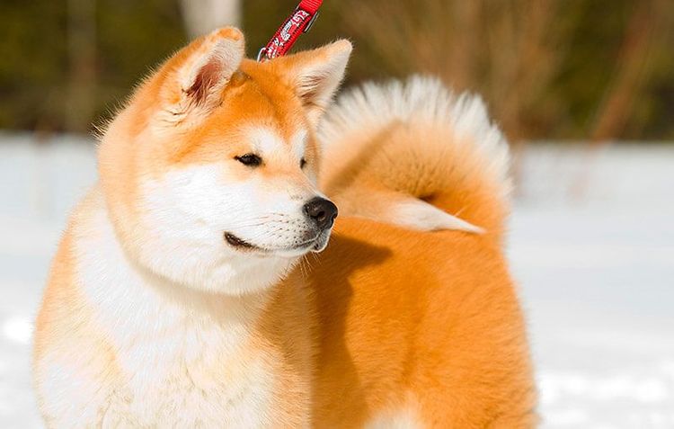 Akita Inu en laisse