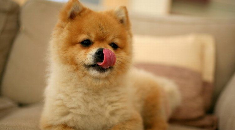 Le chien se lèche les babines