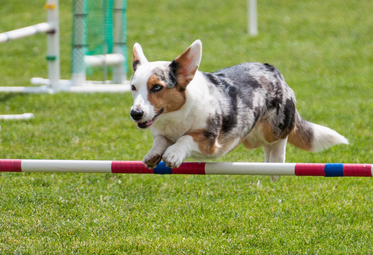 Welsh Corgi Cardigan Sport