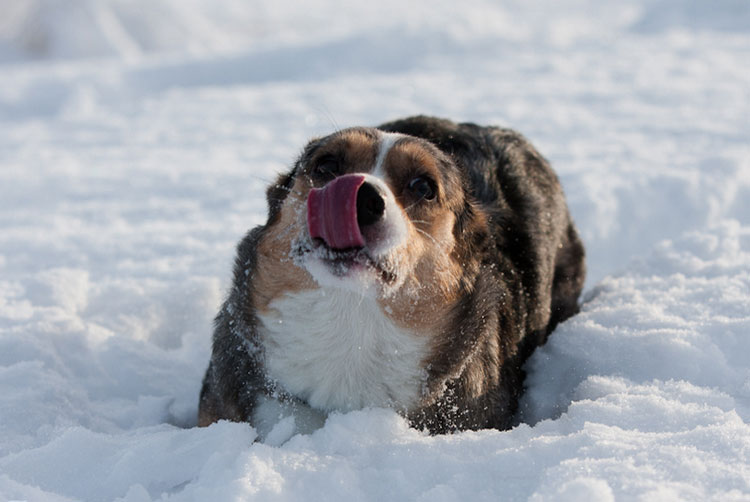 cardigan pour chien Welsh Corgi
