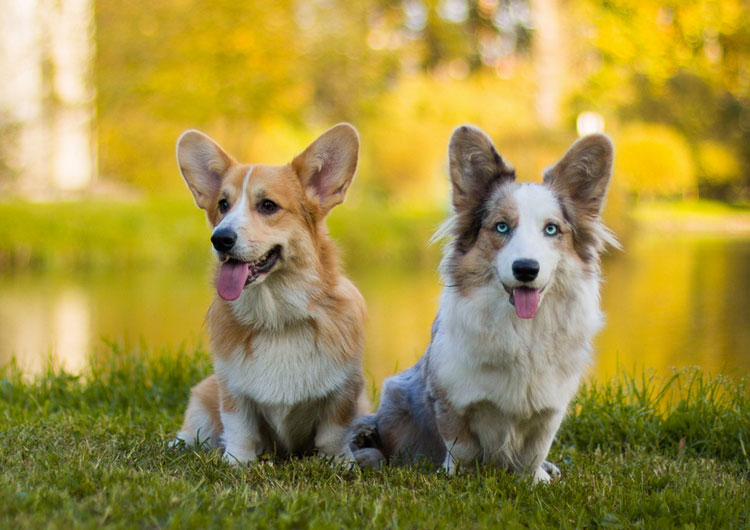 Différences entre Cardigan et Pembroke