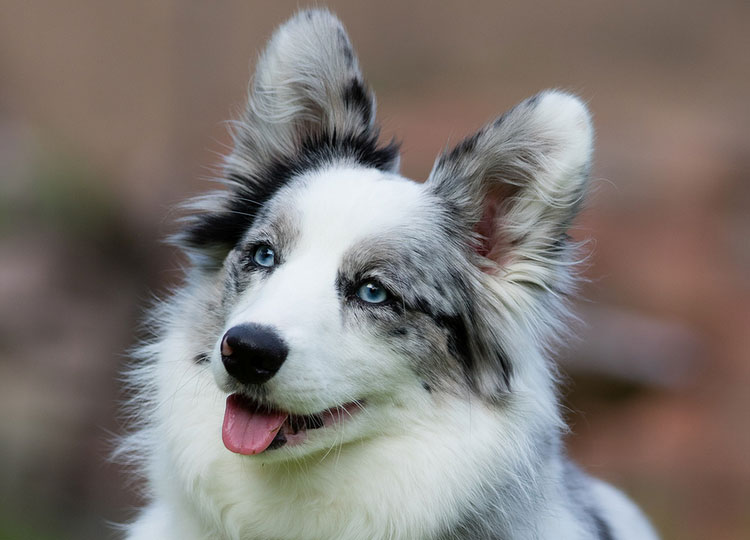 cardigan merle corgi