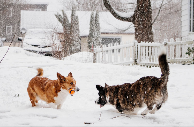 Soins du Welsh Corgi Cardigan