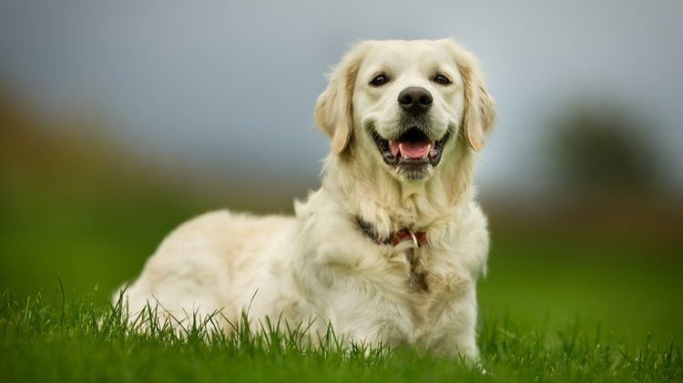 Golden retriever en promenade