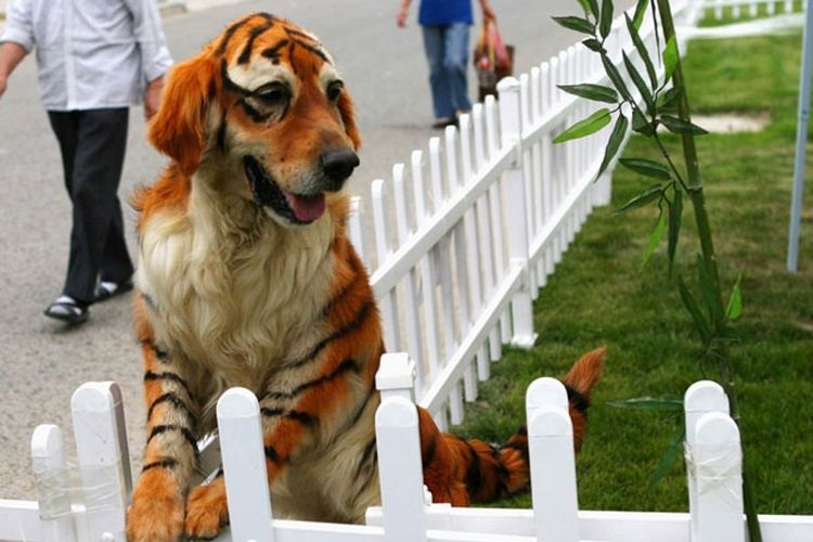 Coupes de cheveux amusantes pour chiens