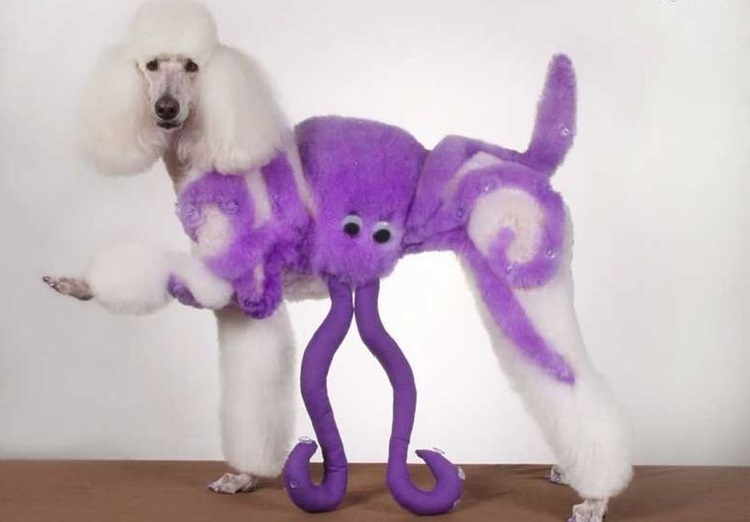 Coupes de cheveux amusantes pour chiens